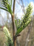 Salix viminalis