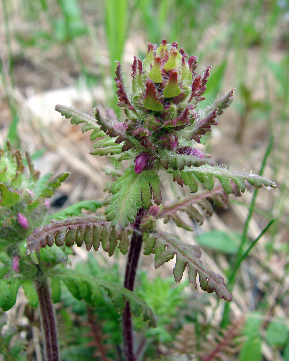 Изображение особи Pedicularis verticillata.