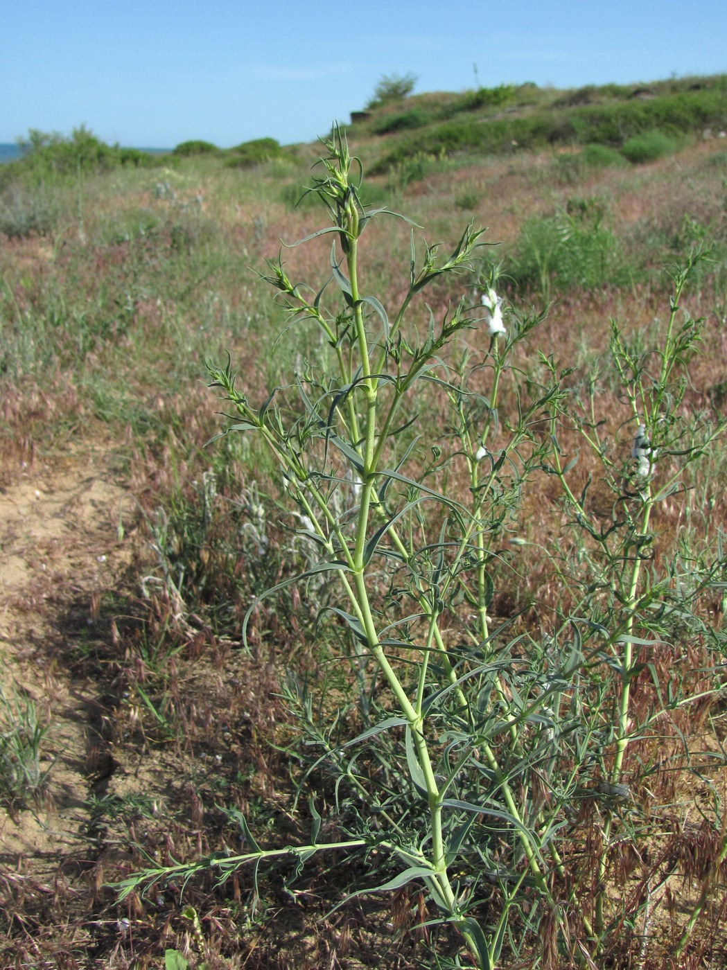 Image of genus Gypsophila specimen.