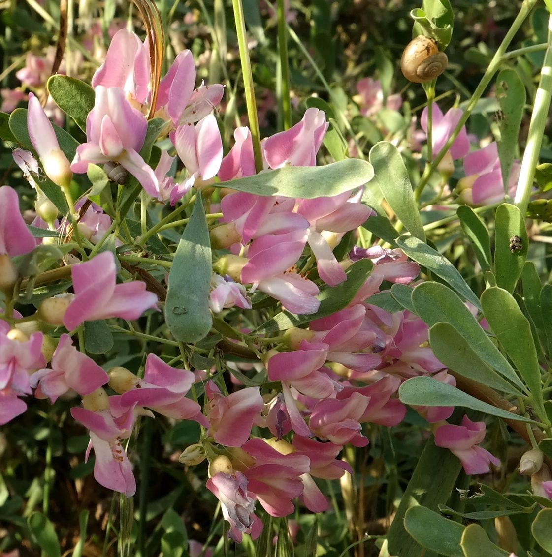 Image of Halimodendron halodendron specimen.