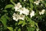 Jasminum officinale