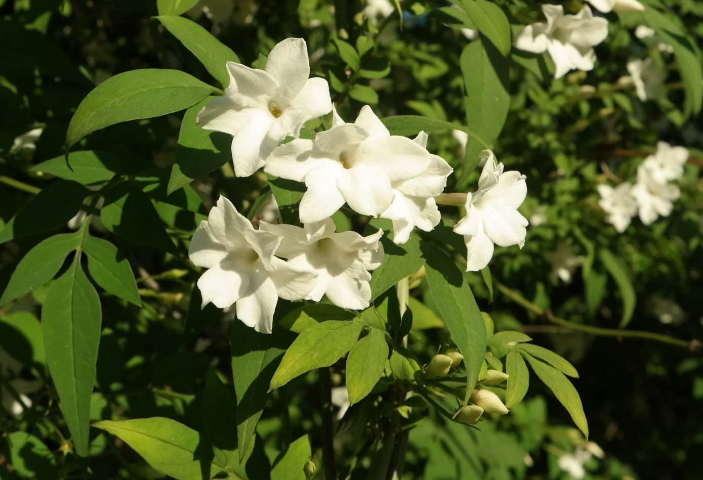 Изображение особи Jasminum officinale.