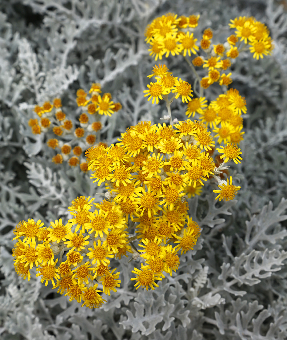 Изображение особи Senecio cineraria.