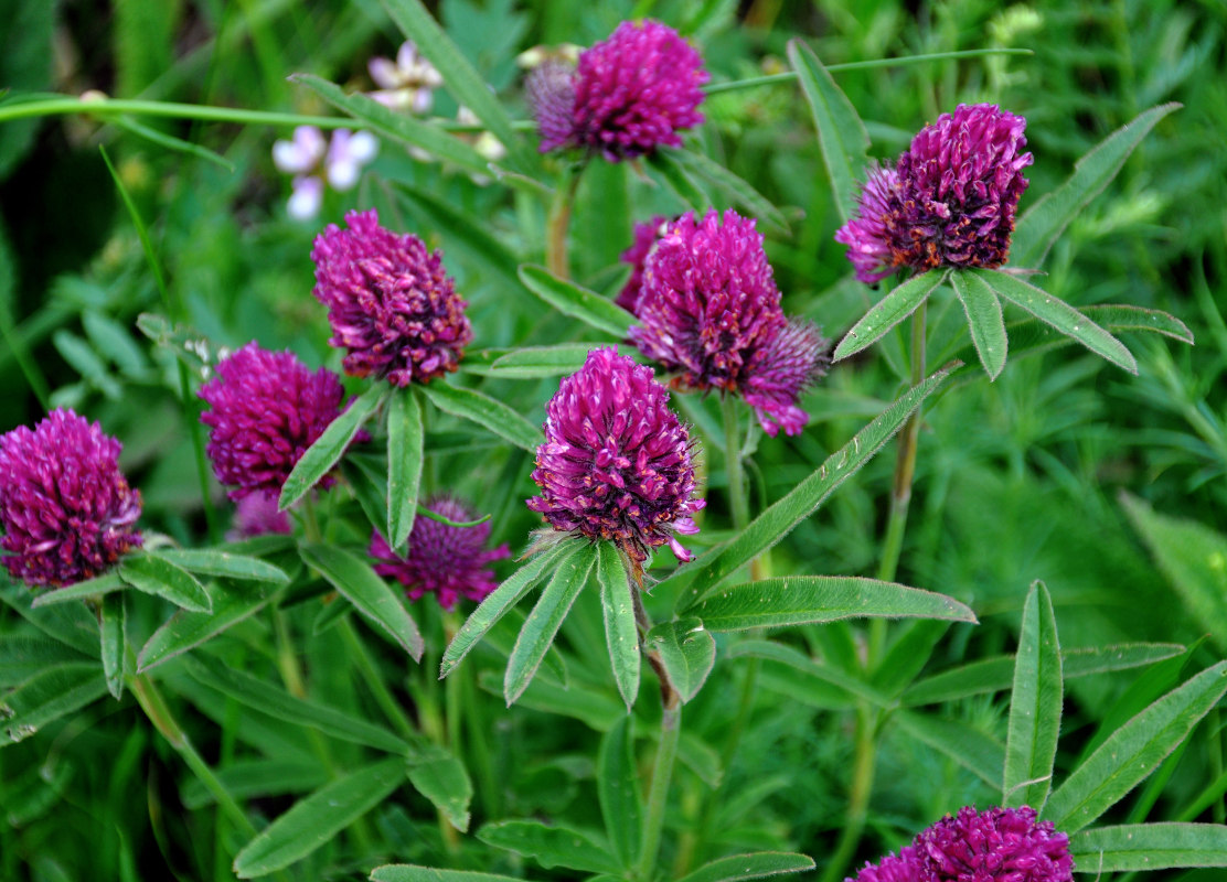 Изображение особи Trifolium alpestre.