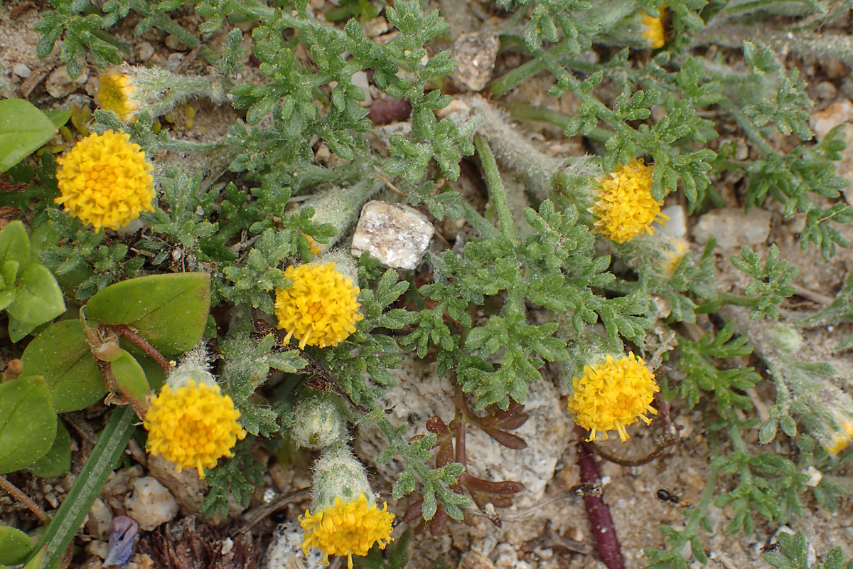 Изображение особи Anthemis rigida.