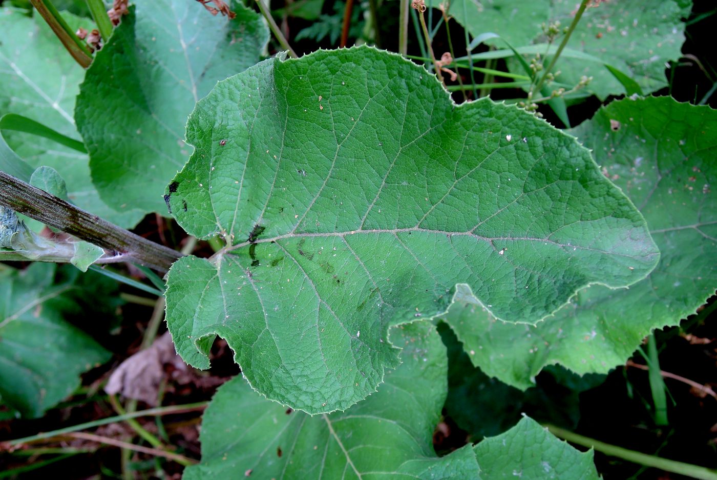Изображение особи Arctium tomentosum.