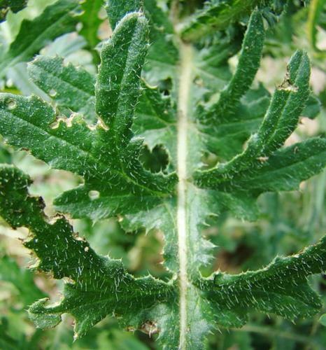 Image of genus Carduus specimen.