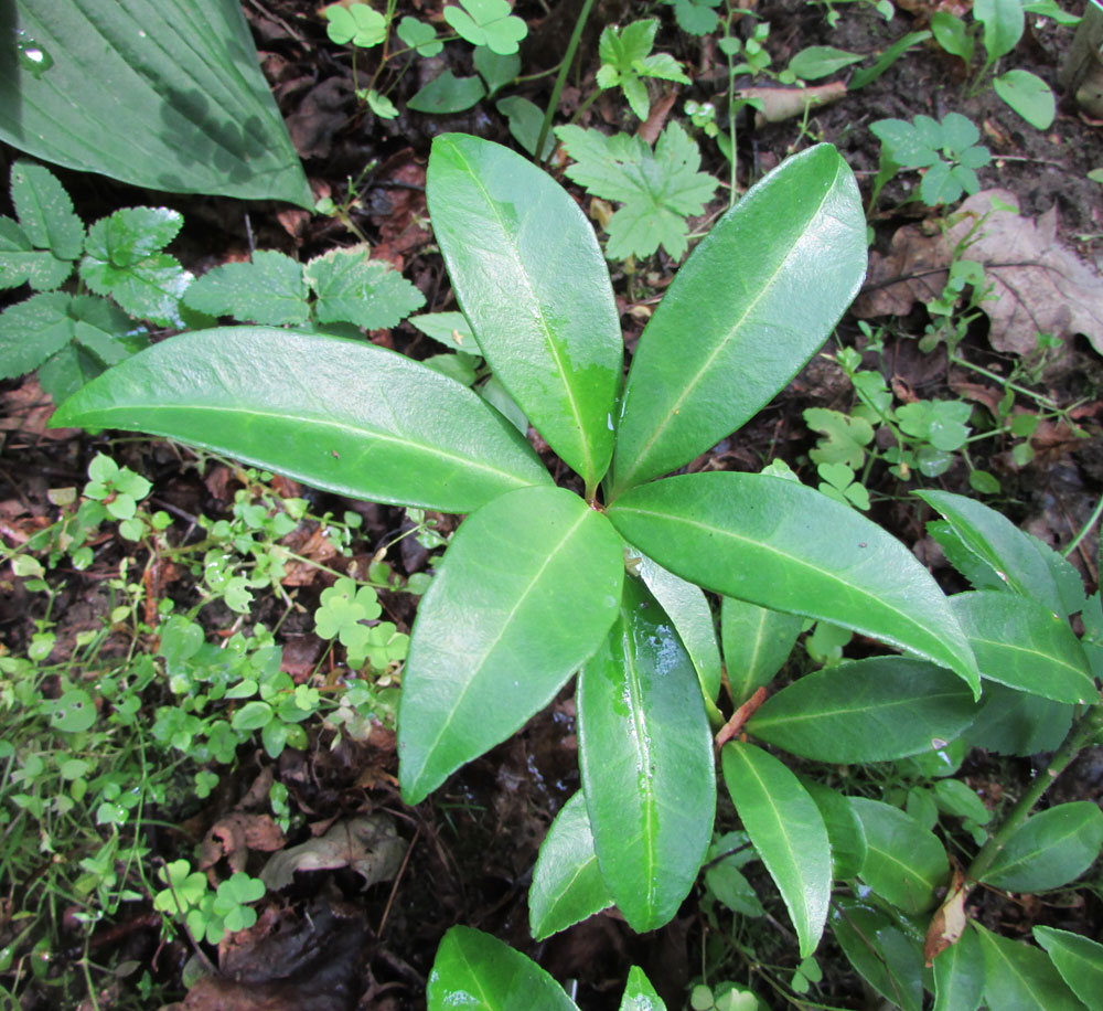 Image of Skimmia repens specimen.