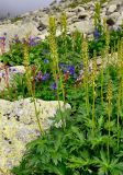 Aconitum sajanense