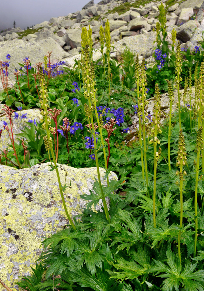 Изображение особи Aconitum sajanense.