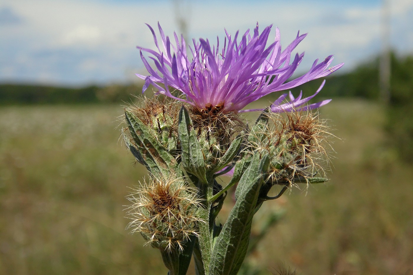 Image of Centaurea abnormis specimen.