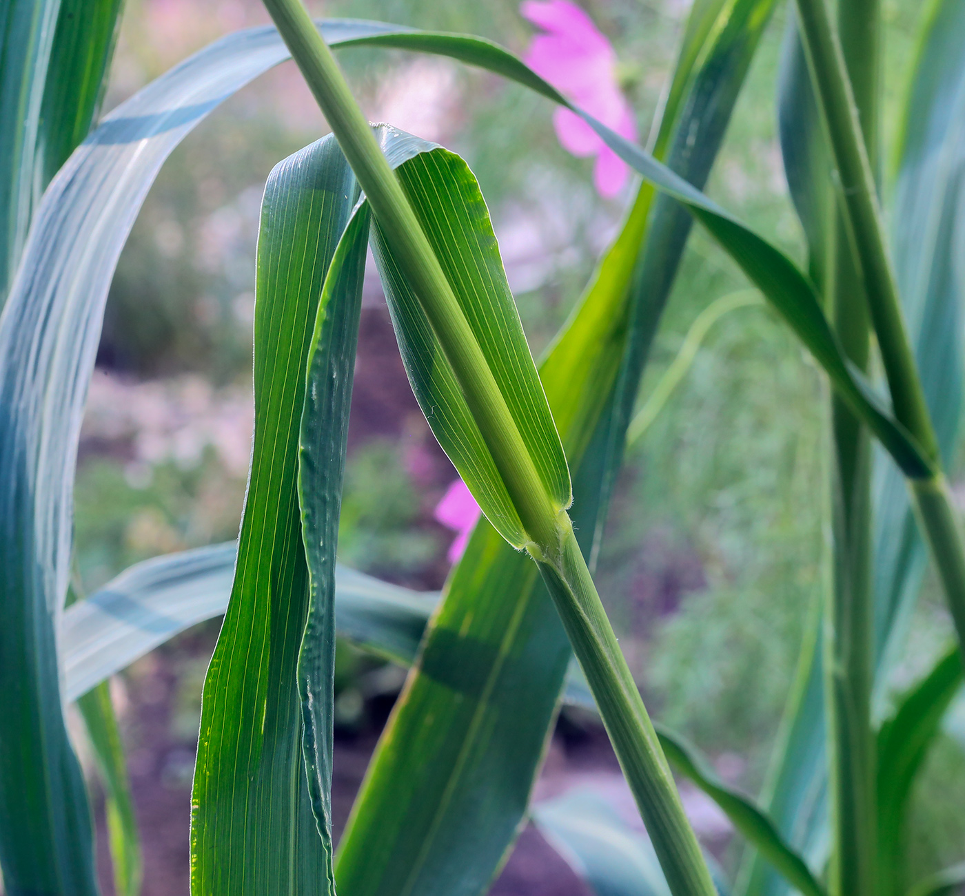 Image of Setaria italica specimen.