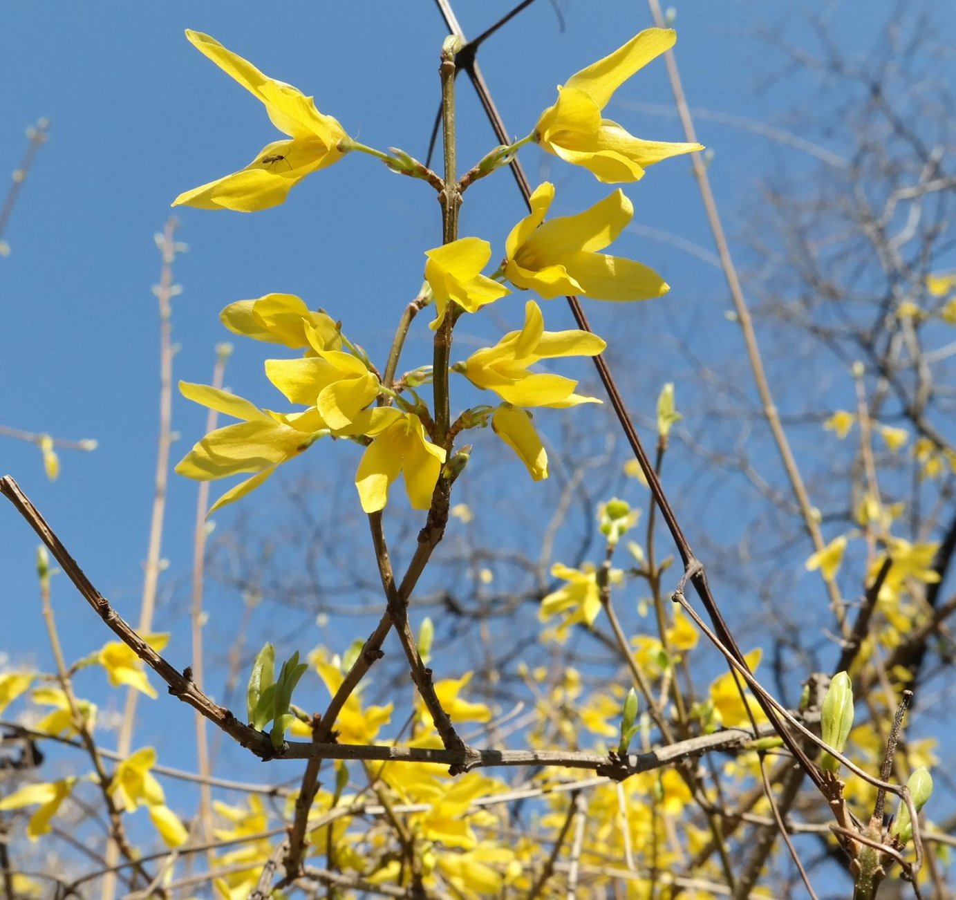 Изображение особи род Forsythia.