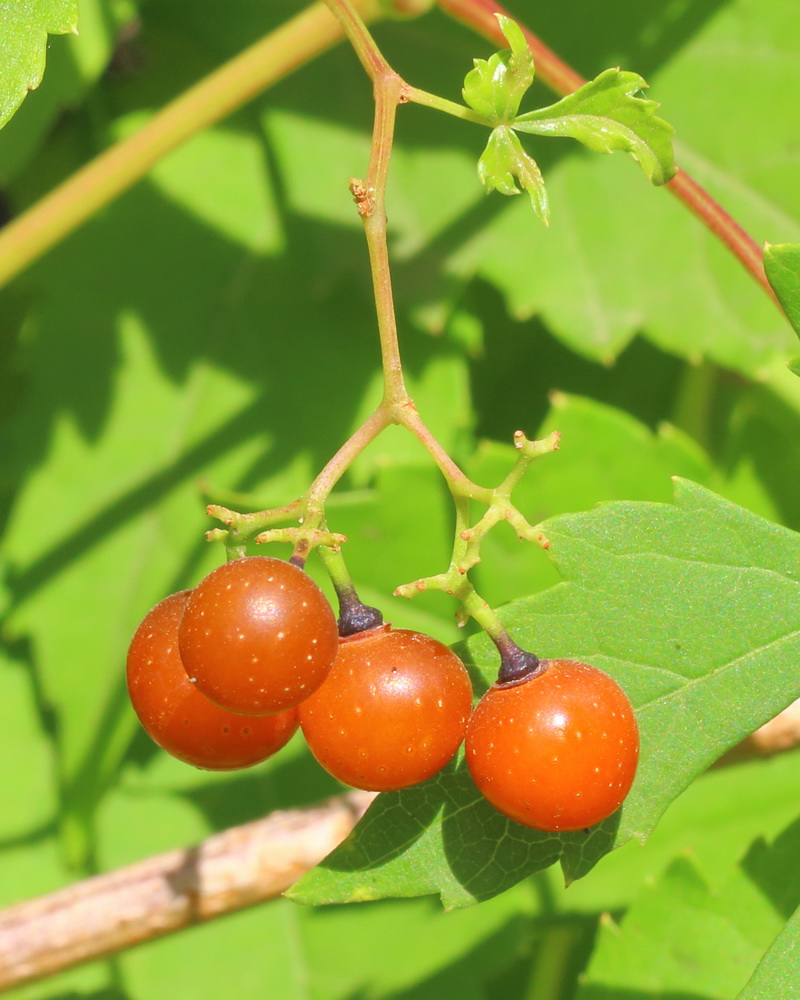 Изображение особи Ampelopsis japonica.