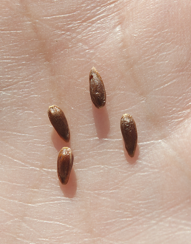 Image of Ephedra equisetina specimen.