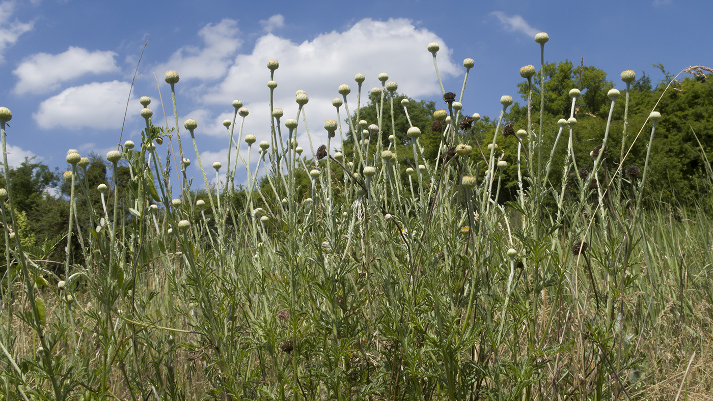 Изображение особи Anthemis tinctoria.