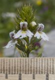 Euphrasia petiolaris. Верхушка соцветия. Адыгея, Кавказский биосферный заповедник, окр. Азишского перевала, ≈ 1700 м н.у.м., низкотравный субальпийский луг, задернованная расщелина в каменной глыбе. 28.07.2018.