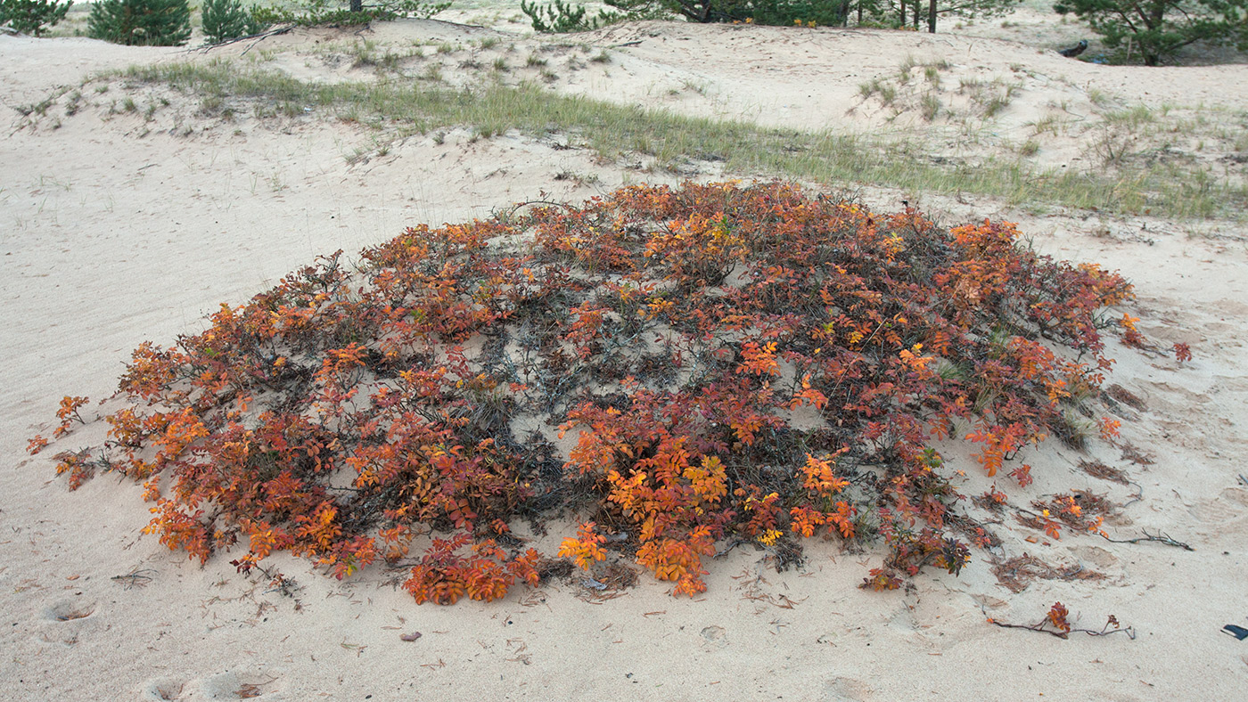 Image of Rosa rugosa specimen.