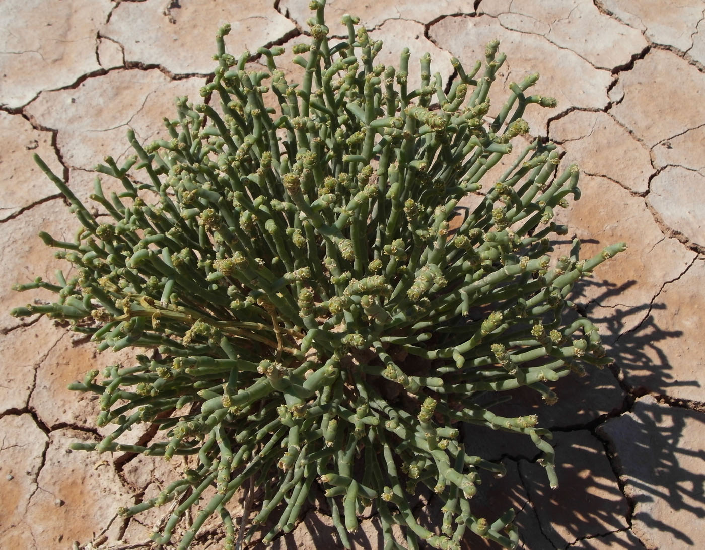 Image of Anabasis truncata specimen.