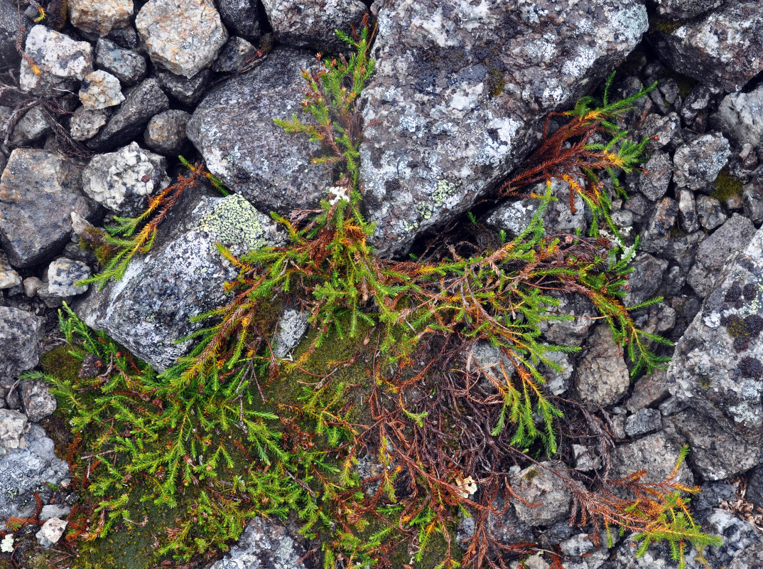 Image of Harrimanella hypnoides specimen.