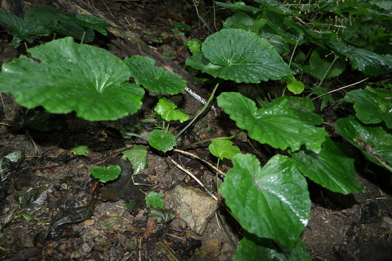 Image of Pachyphragma macrophyllum specimen.