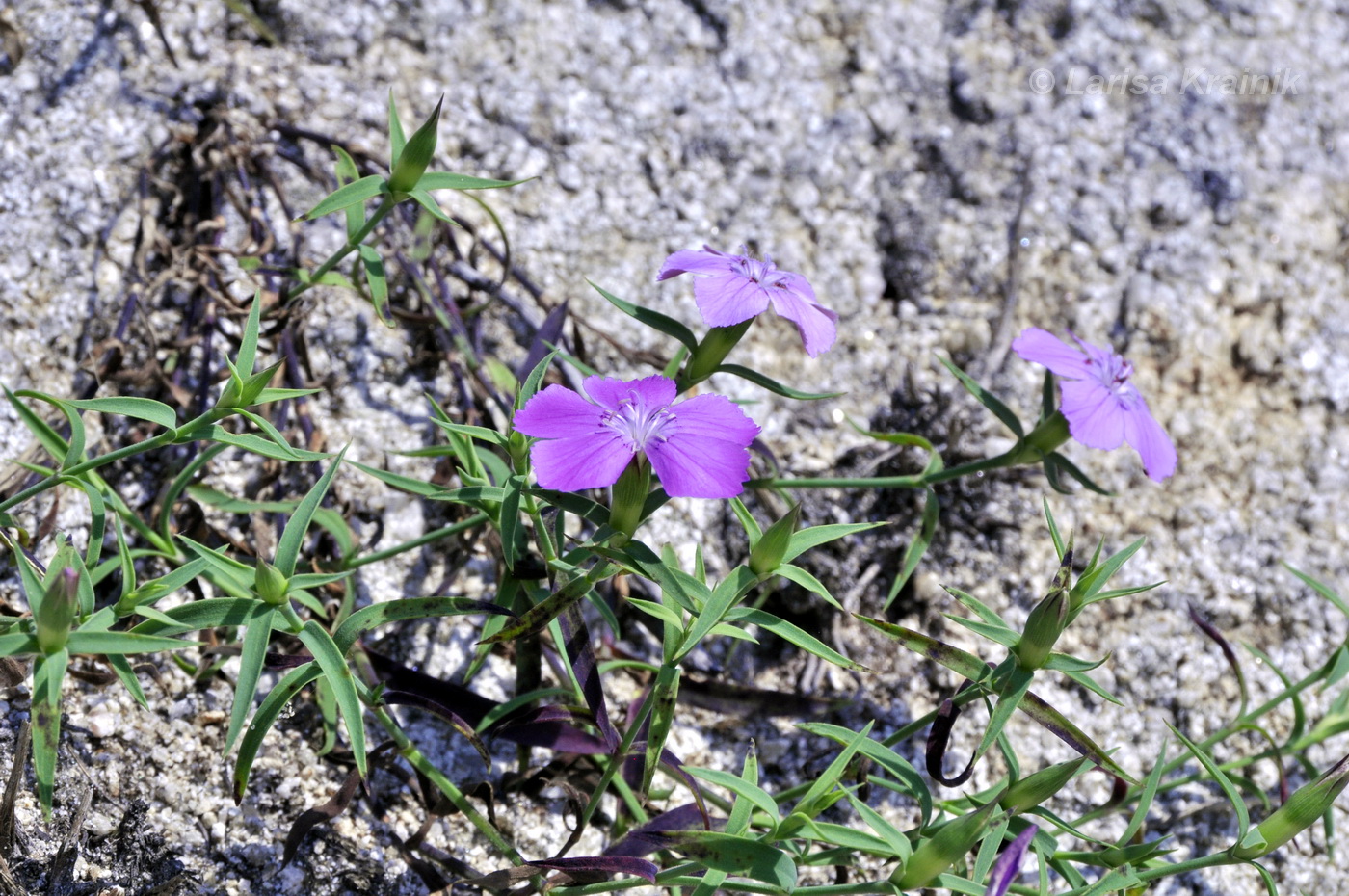 Изображение особи Dianthus chinensis.