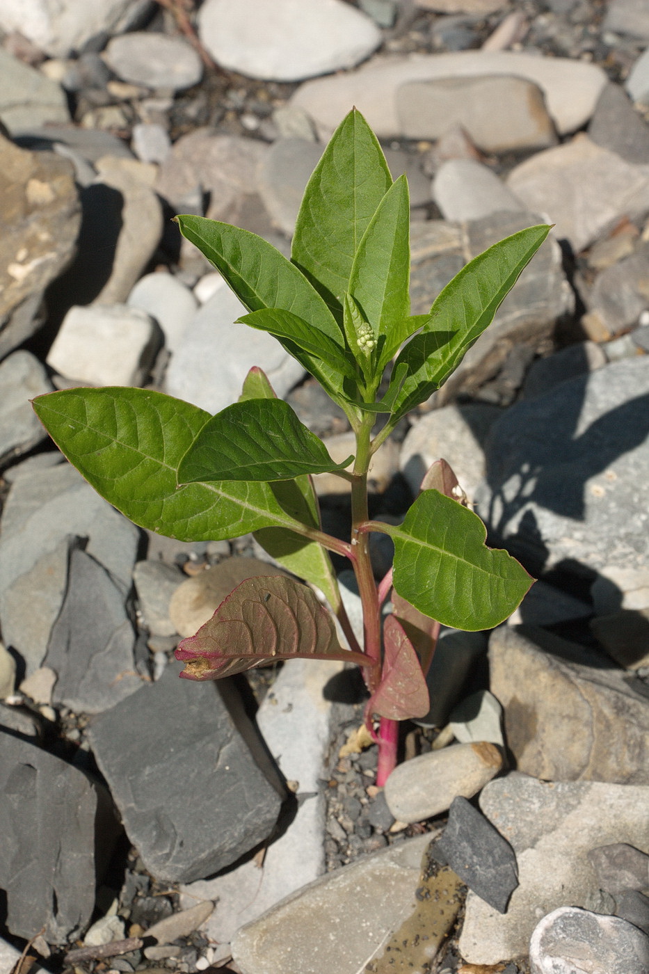 Изображение особи Phytolacca americana.