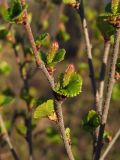 Betula divaricata