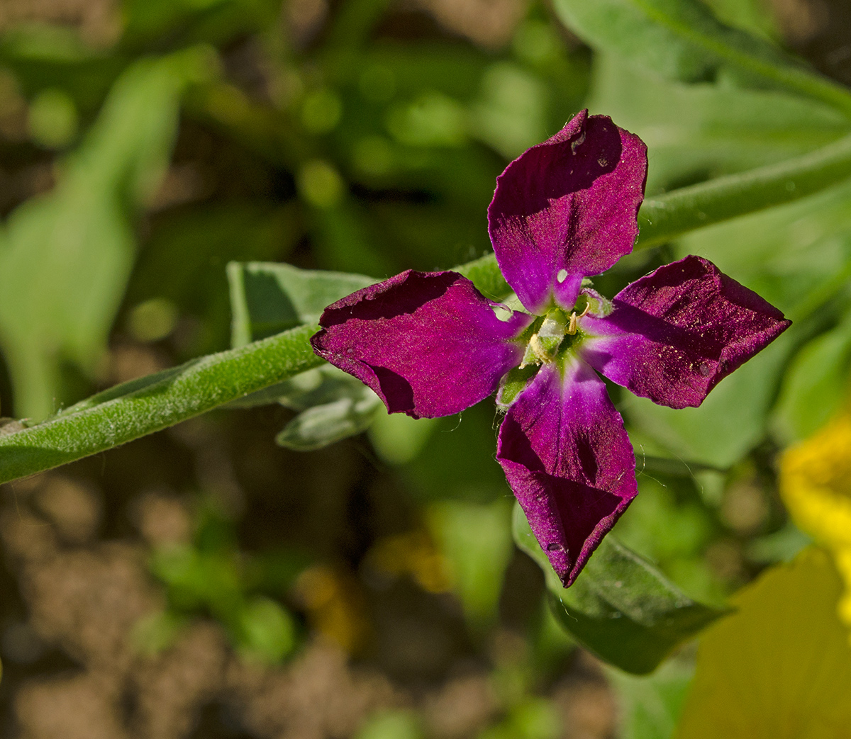 Image of Matthiola incana specimen.