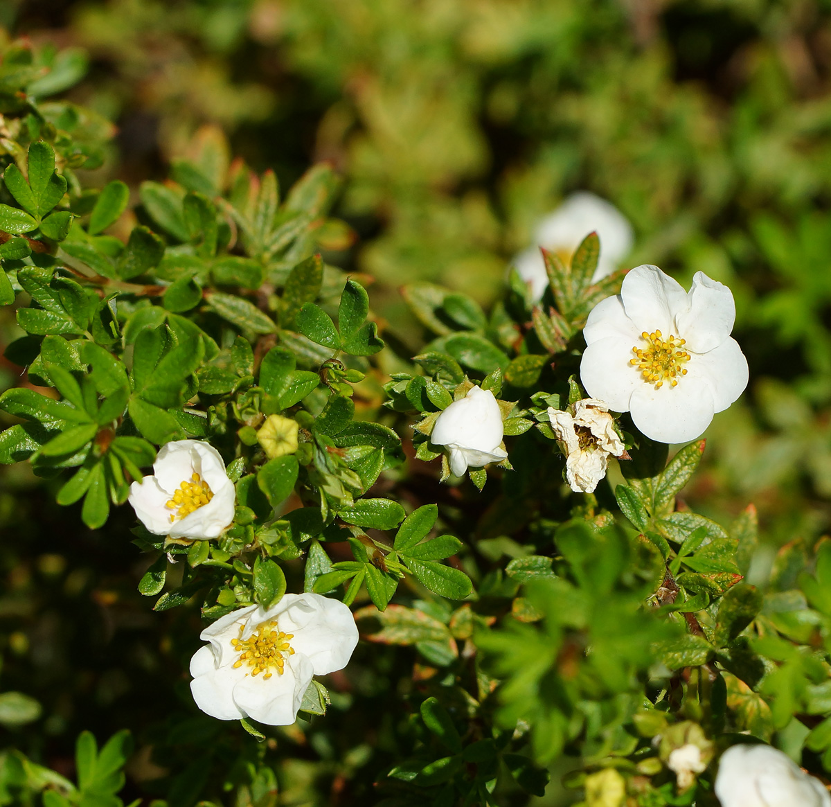 Image of Dasiphora fruticosa specimen.