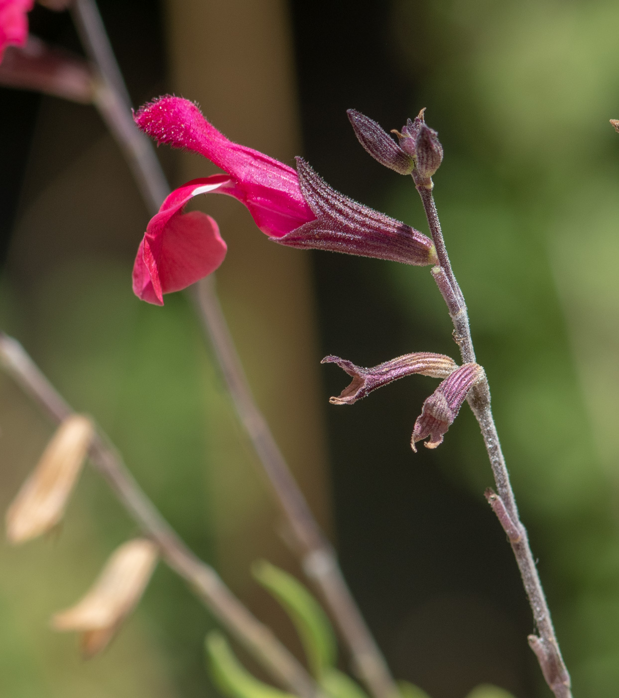 Image of Salvia greggii specimen.