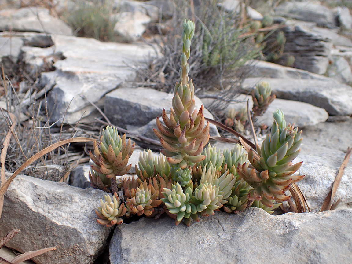 Image of Sedum sediforme specimen.