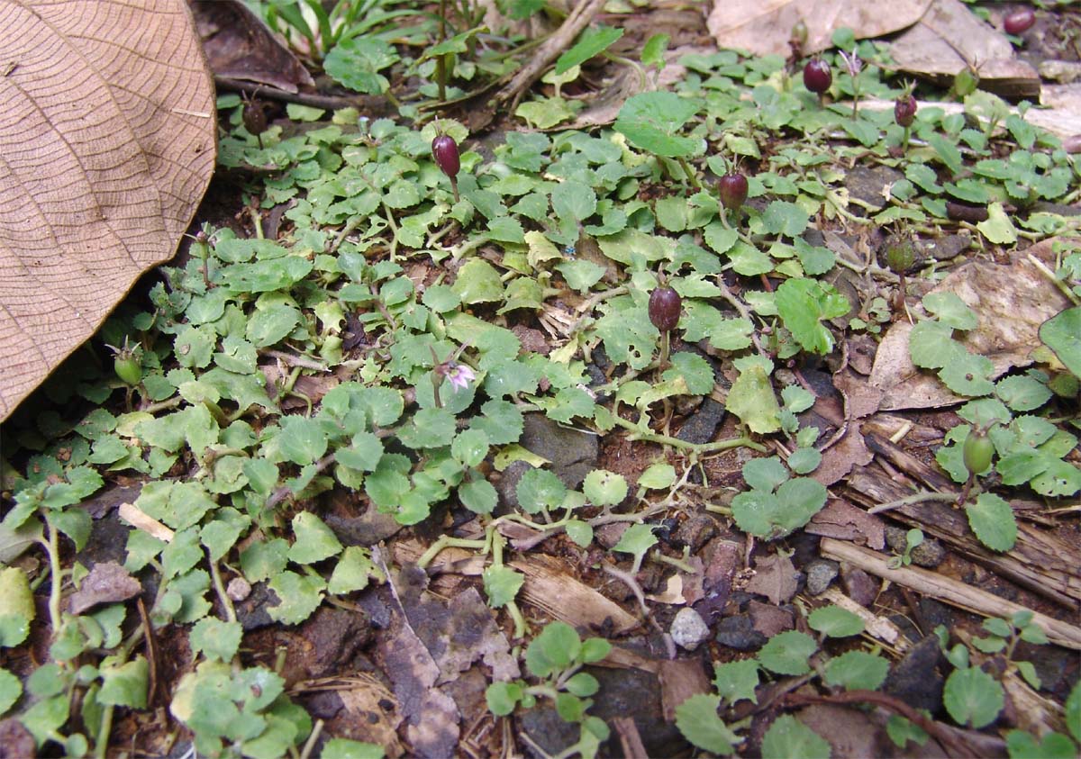 Изображение особи Lobelia nummularia.