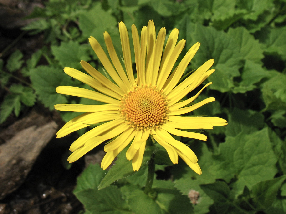 Image of Doronicum carpaticum specimen.