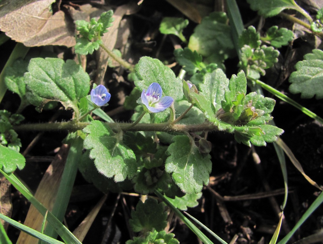 Image of Veronica polita specimen.