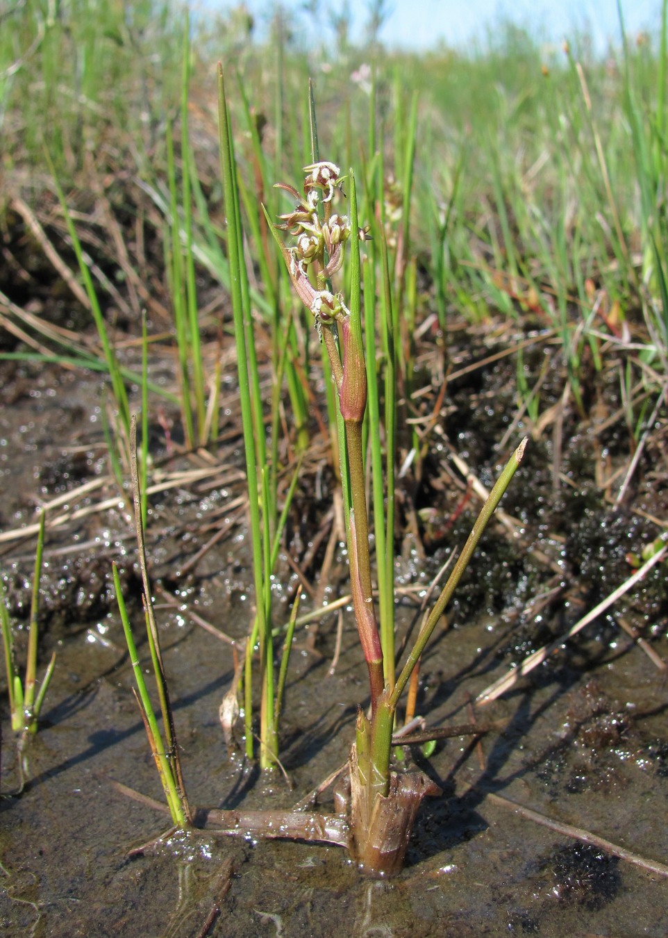 Изображение особи Scheuchzeria palustris.