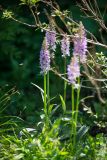 Dactylorhiza fuchsii. Цветущие растения. Кировская обл., г. Киров, Ботанический сад Вятского государственного университета, в культуре. 29.06.2018.