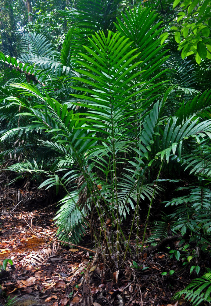 Image of Eleiodoxa conferta specimen.