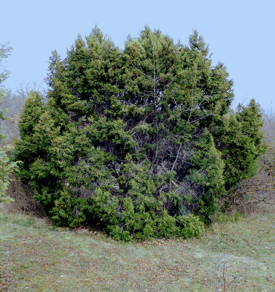 Image of Juniperus excelsa specimen.