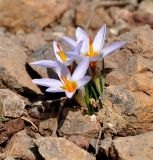 Crocus cyprius. Цветущие растения. Республика Кипр, Троодос (Τρόοδος), 1910 м н.у.м., каменистый склон. 13.04.2019.