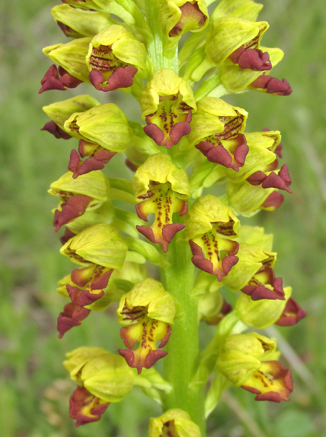 Изображение особи Orchis punctulata.