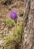 Pulsatilla patens. Цветущее под сосной растение. Башкортостан, Гафурийский р-н, окр. дер. Толпарово, долина р. Зилим, травянистый склон в сосновом лесу на скальном массиве, которым гора Мамбет обрывается в реку. 4 мая 2019 г.