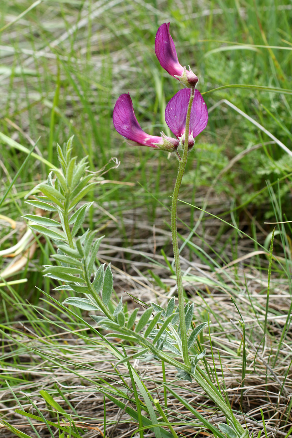 Image of Vicia subvillosa specimen.