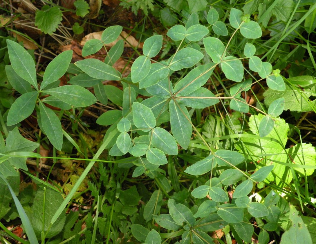 Изображение особи Euphorbia angulata.