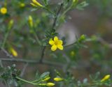 Jasminum fruticans