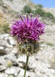 Centaurea carduiformis. Соцветие. Дагестан, окр. с. Талги, сухой известняковый склон. 12 июня 2019 г.