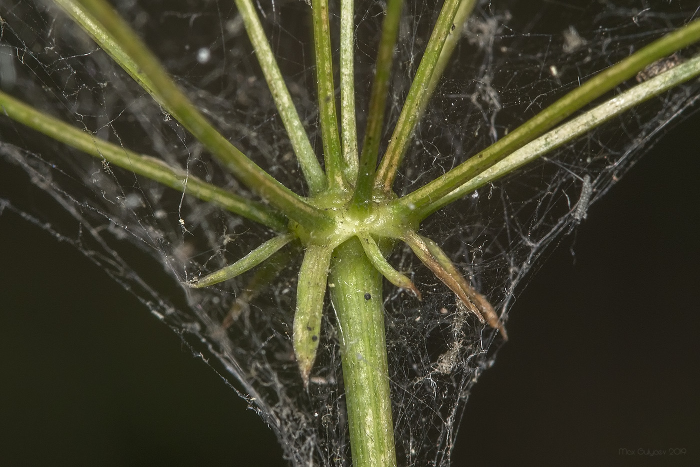 Image of Physospermum cornubiense specimen.