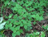 Circaea alpina. Цветущие и вегетирующие растения. Кабардино-Балкария, Эльбрусский р-н, окр. г. Тырныауз, ок. 1800 м н.у.м., березняк. 04.07.2019.
