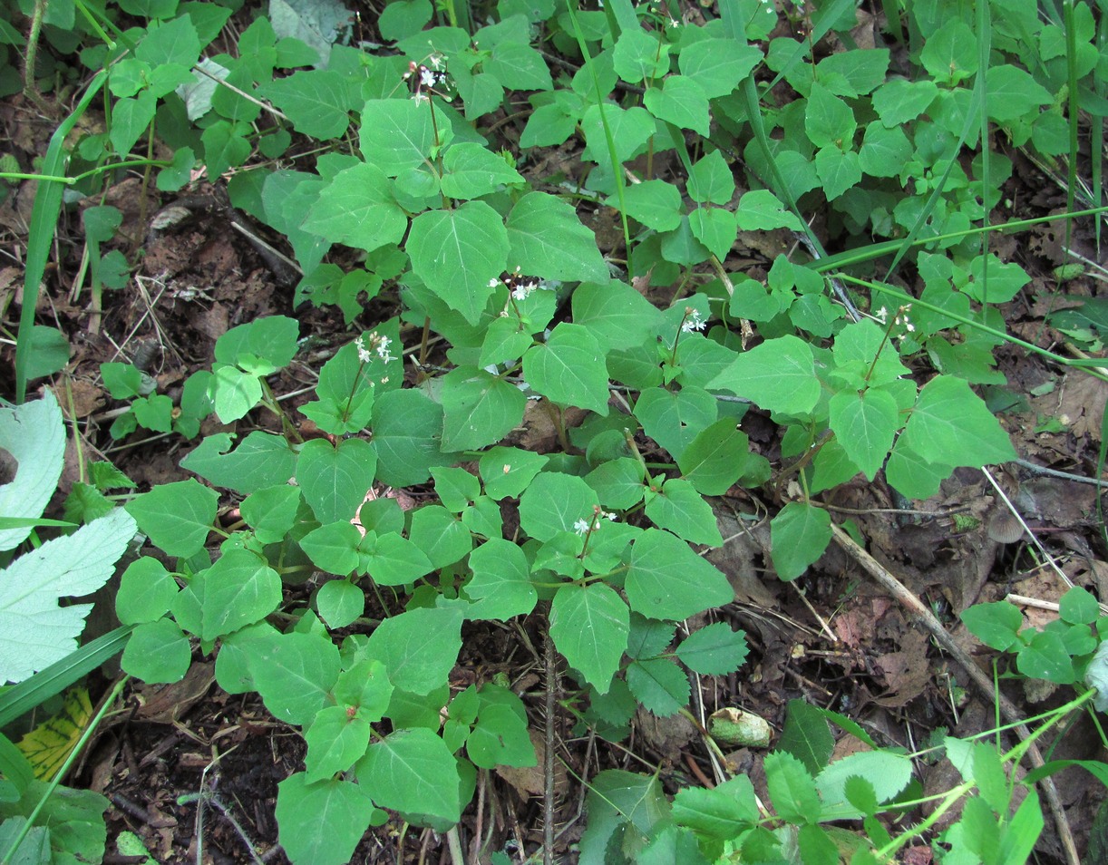 Image of Circaea alpina specimen.