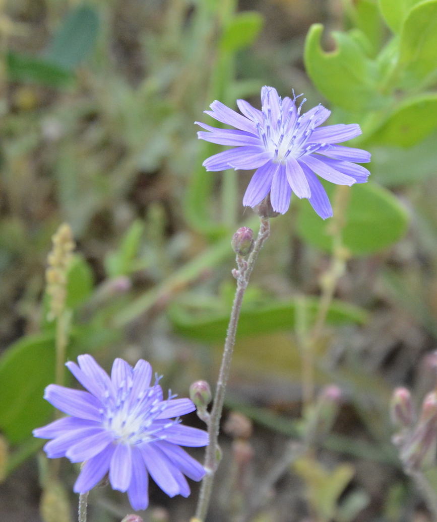 Image of Lactuca tatarica specimen.